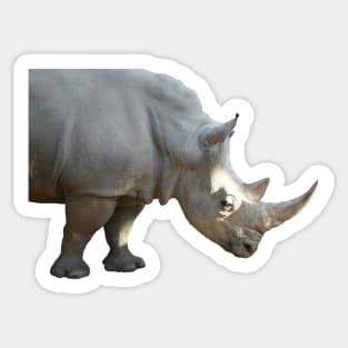 Rhino / Swiss Artwork Photography Sticker